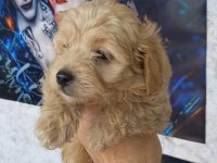 POODLE AYARINDA MALTIPO YAVRULAR