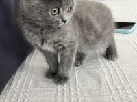 2.5 aylık dişi kedimiz