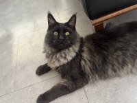 Yeni ailesine gitmeye hazır maine coon