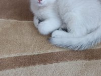 Scottish fold oğlumuza yuva arıyoruz