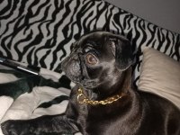 4 Aylık Dişi Pug