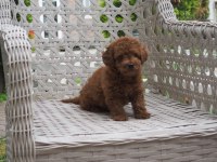 Mini Boy Toy Poodle Bebekler