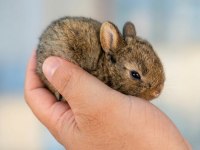 Hollanda Cüce Tavşan Beyaz Karamel Chinchilla Aguti