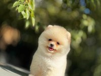 Show kalite pomeranian yavrular