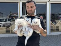 shoooowwww kalite brıtısh longhaır yavrulr ankara mağaza