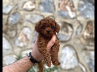 Toy Poodle Yavruları