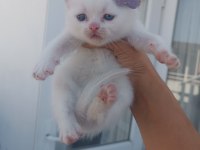 Yavru british shorthair kedimiz
