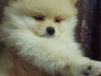Pomeranian Erkek