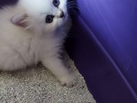 Mavi gözler british shorthair