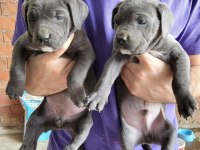 Dost canlısı cane corso bebeklerim