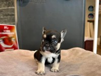 ÜST DÜZEY DİŞİ ERKEK FRENCH BULLDOG
