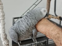 Sahiplendirilecek Jako Papağanı