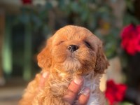 Maltipoo Yavru