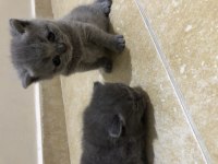British shorthair miniklerimi güzel bir yuva arıyorum