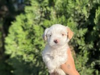 Maltipoo Yavrular Adrese Gönderim ve Kapıda Ödeme Vardır