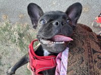 Dişi Fransız Bulldog