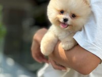 İstanbul beykozda pomeranian yavrularımız