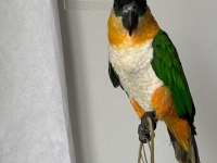 Caique Papağanı (Siyah Başlı Caique)