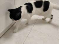 Kedimize Acil Yuva Aranıyor