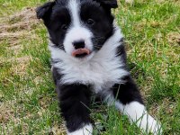 Dişi erkek border collie kapıda ödemeli güvenli sistem