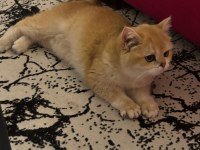 Özel hissettiren golden british shorthair kedim