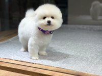 SAĞLIK VE IRK GARANTİLİ POMERANİAN KÖPEĞİ