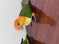 Caique Papağanı PORTAKAL KAFA Çok şirinler