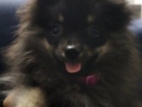7 aylık dişi şecereli aşıları tam çipsiz pomeranian