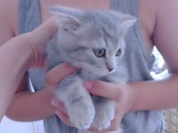 iki aylık british shorthair yavrular