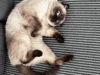 Scottish Fold Blue Point