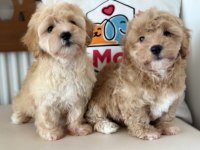 Petmode Köpek Çiftliğinden Maltipoo Yavrularımız