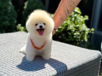 Sağlık Ve Irk Garantili Pomeranian Köpeği