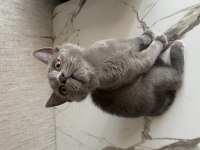 İri Yapılı Show Kalite Erkek British Shorthair Yavru