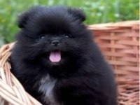 Pomeranian Boo Siyah Erkek