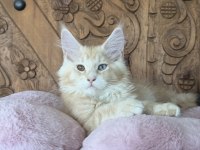 SAF KAN, LO ŞECERELİ DEV BOY KEDİLER 6 YILLIK TECRÜBE