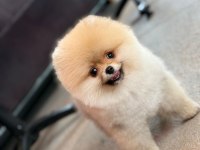 Üretim çiftliğinden efsane ayı surat pomeranian