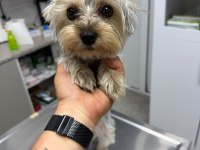 1 Yaşında Yorkshire Terrier