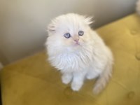 Scottish fold longhair dişi