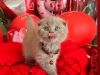 Safkan british shorthair ve scottish fold yavrular