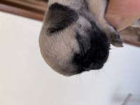 Dişi.1.5 Aylık Oyuncu Pug Adana