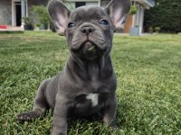 BLUE FRENCH BULLDOG YAVRULARI İSTANBUL 