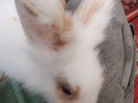 Teddy Hollanda lop yavru tavşan