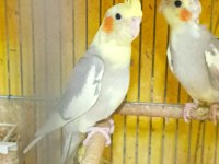 Hobiciden bebek sultan papağanlar