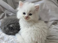 Yavru British Longhair (Uzun Tüylü)