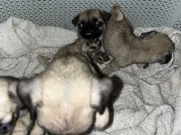 Orijinal saf ırk pug yavrular