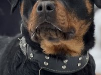 Erkek rottweiler