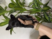 Pinscher değil chihuahua veriyoruz