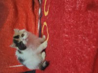 Full şecereli şampiyon kan hattı snoppy exotic shorthair