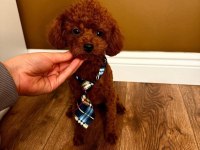 POODLE EŞLEŞME İLANIDIR