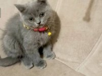 Yavru british shorthair mama tuvalet eğitimi verildi